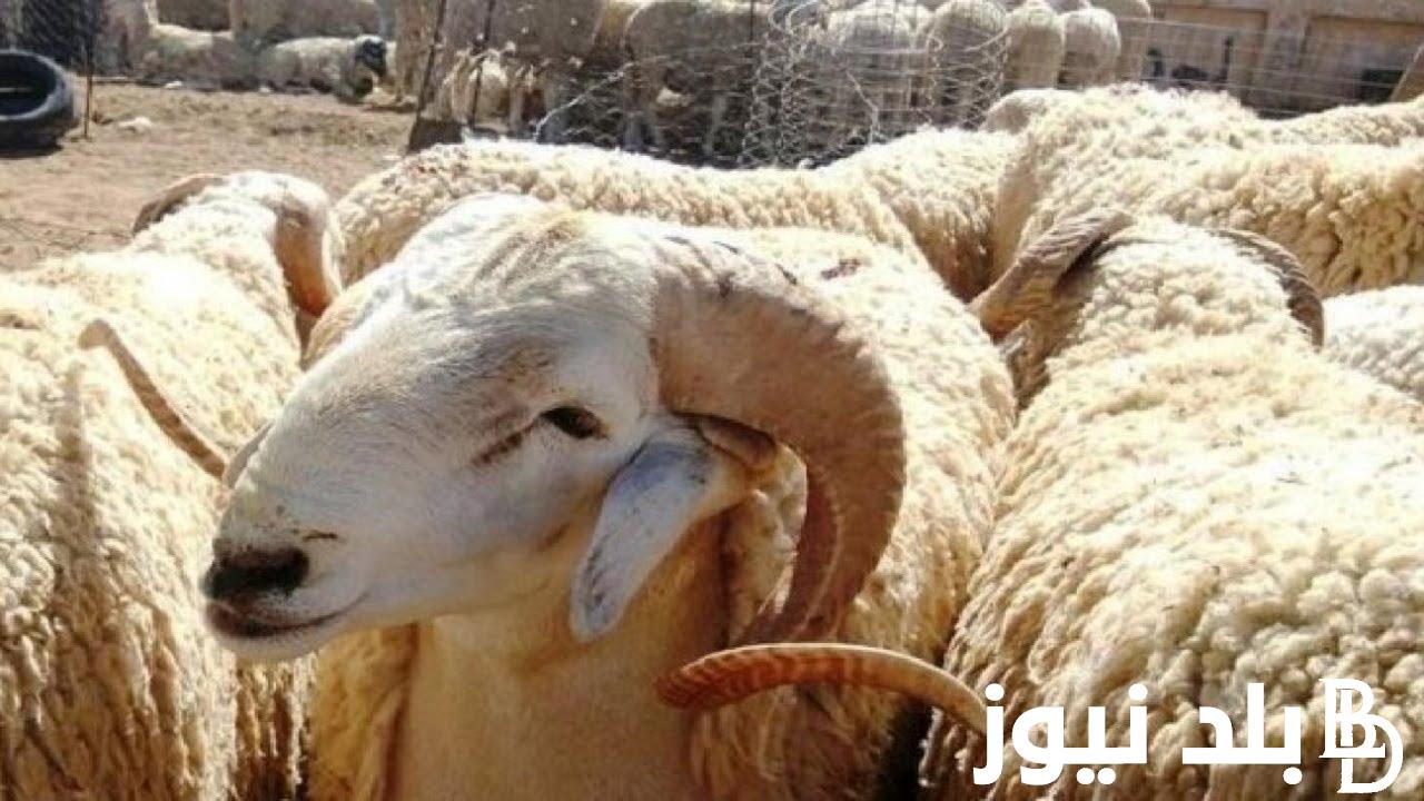 “قبل عيد الأضحى” اسعار المواشي اليوم الاثنين 27 مايو 2024 في الأسواق