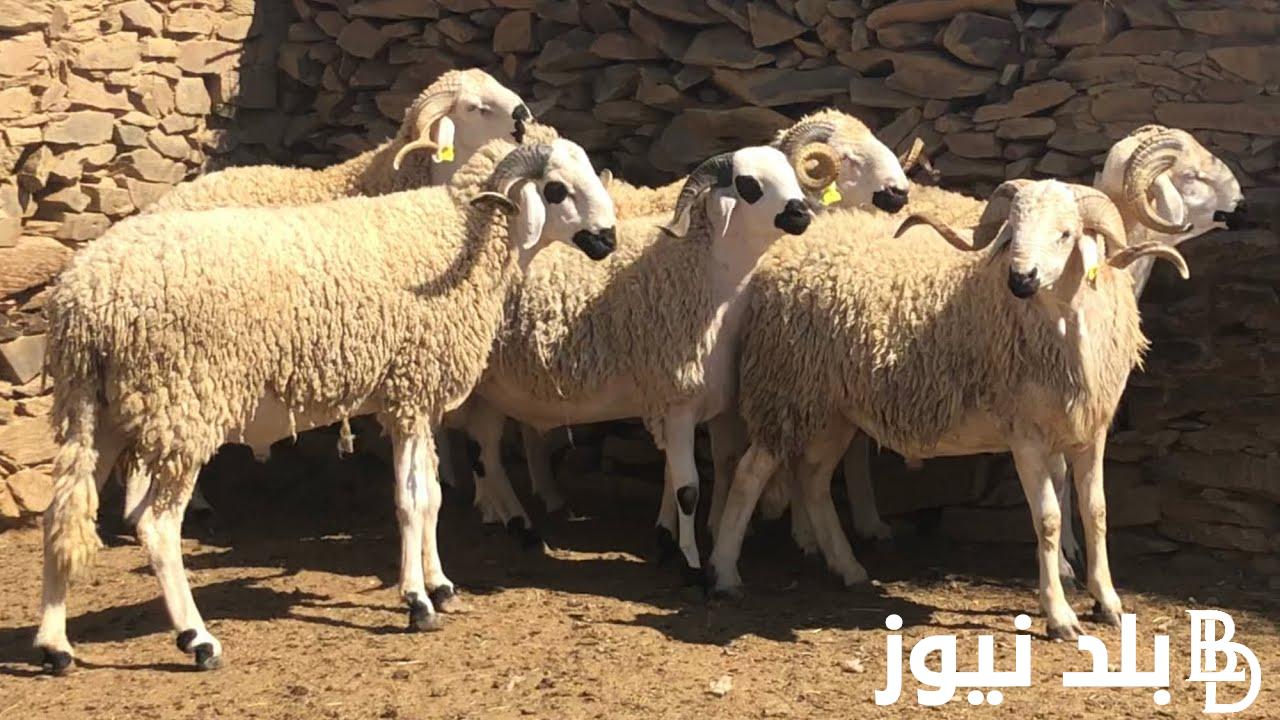 “قبل العيد” أسعار الأضاحي اليوم الاثنين 27 مايو 2024 في منافذ وزارة الزراعة