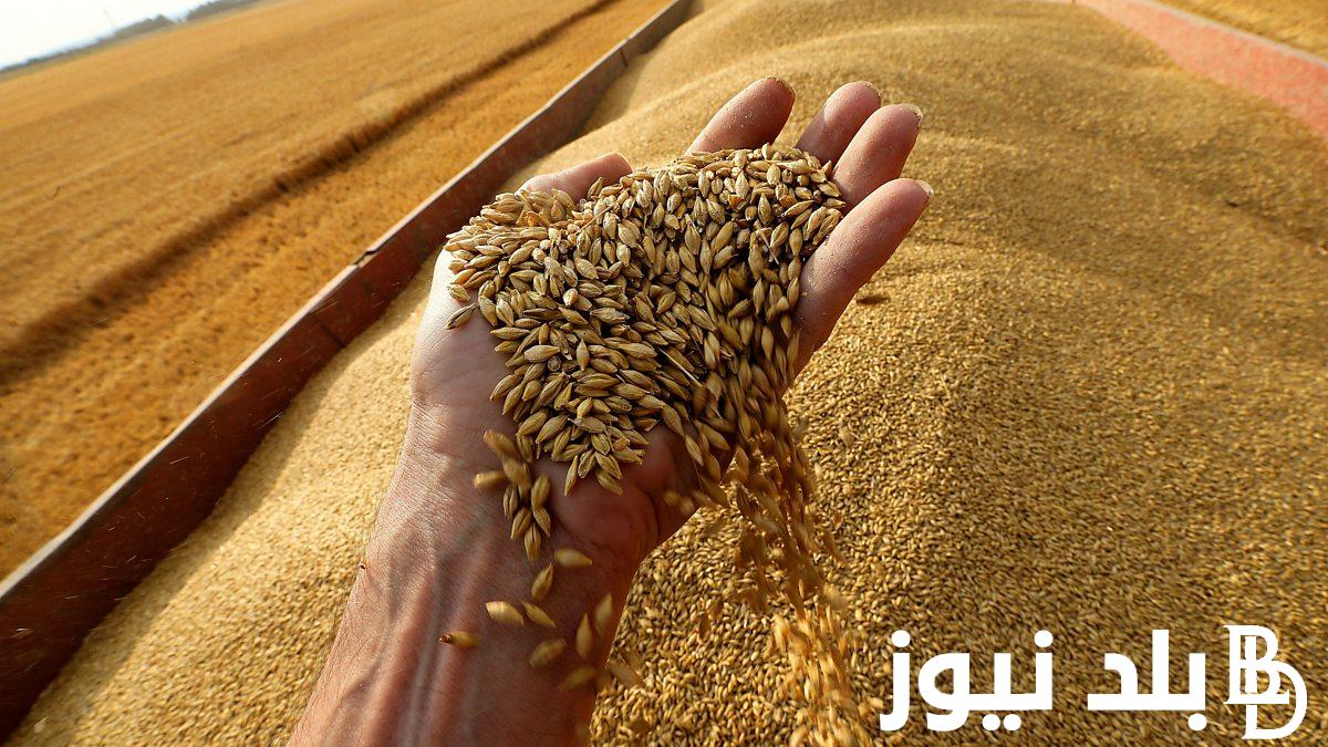 ارتفاع رسمي.. سعر أردب القمح اليوم السبت 11-5-2024 للمستهلك بجميع الاسواق المحلية