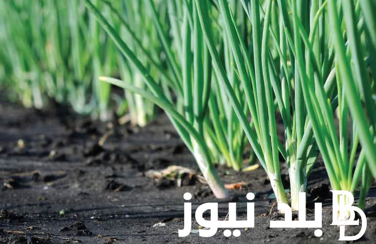 تراجعت الآن اسعار البصل اليوم الأثنين 20 مايو 2024 بجميع المحلات التجارية للمستهلك في مصر