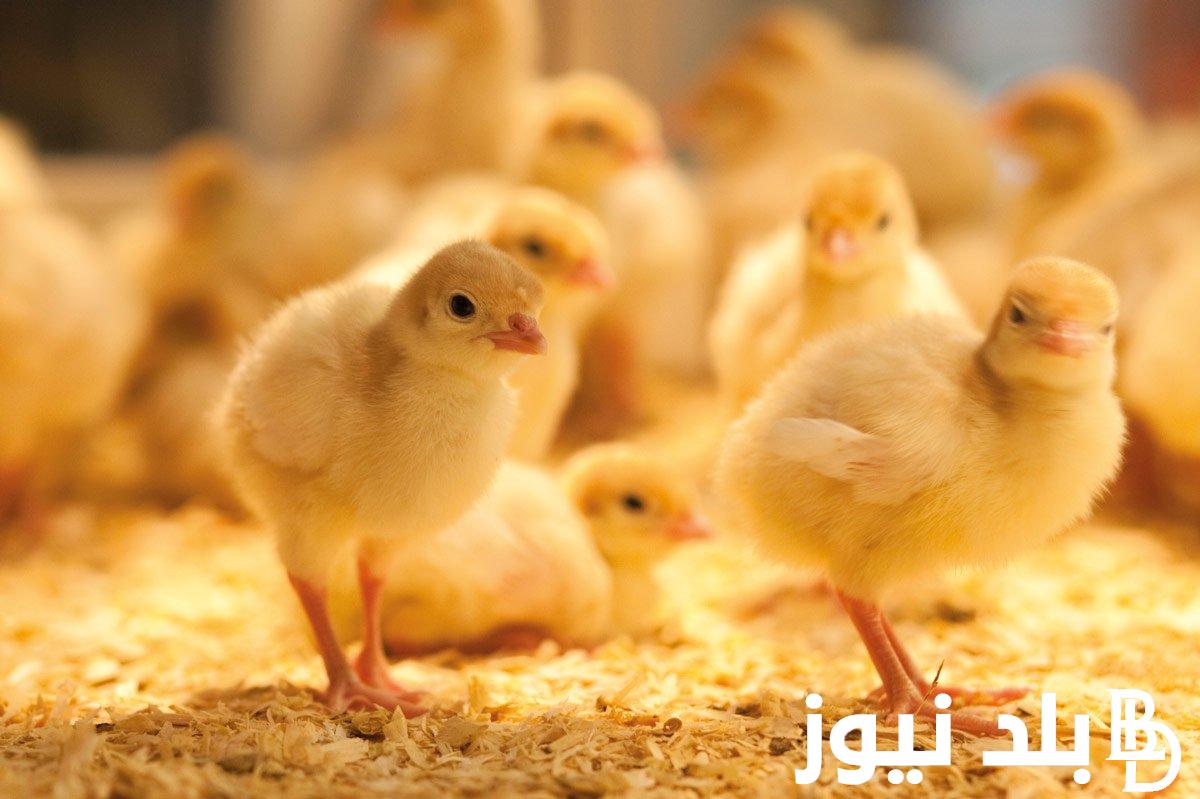 “ساسو وهجين” اسعار الكتاكيت اليوم الاربعاء 2 مايو 2024 في بورة الدواجن والاسواق