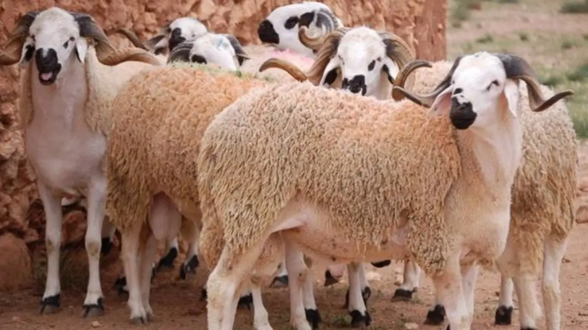 “اعرف لو هتضحي” اسعار كباش العيد في جميع المزارع واللحوم في محلات الجزارة