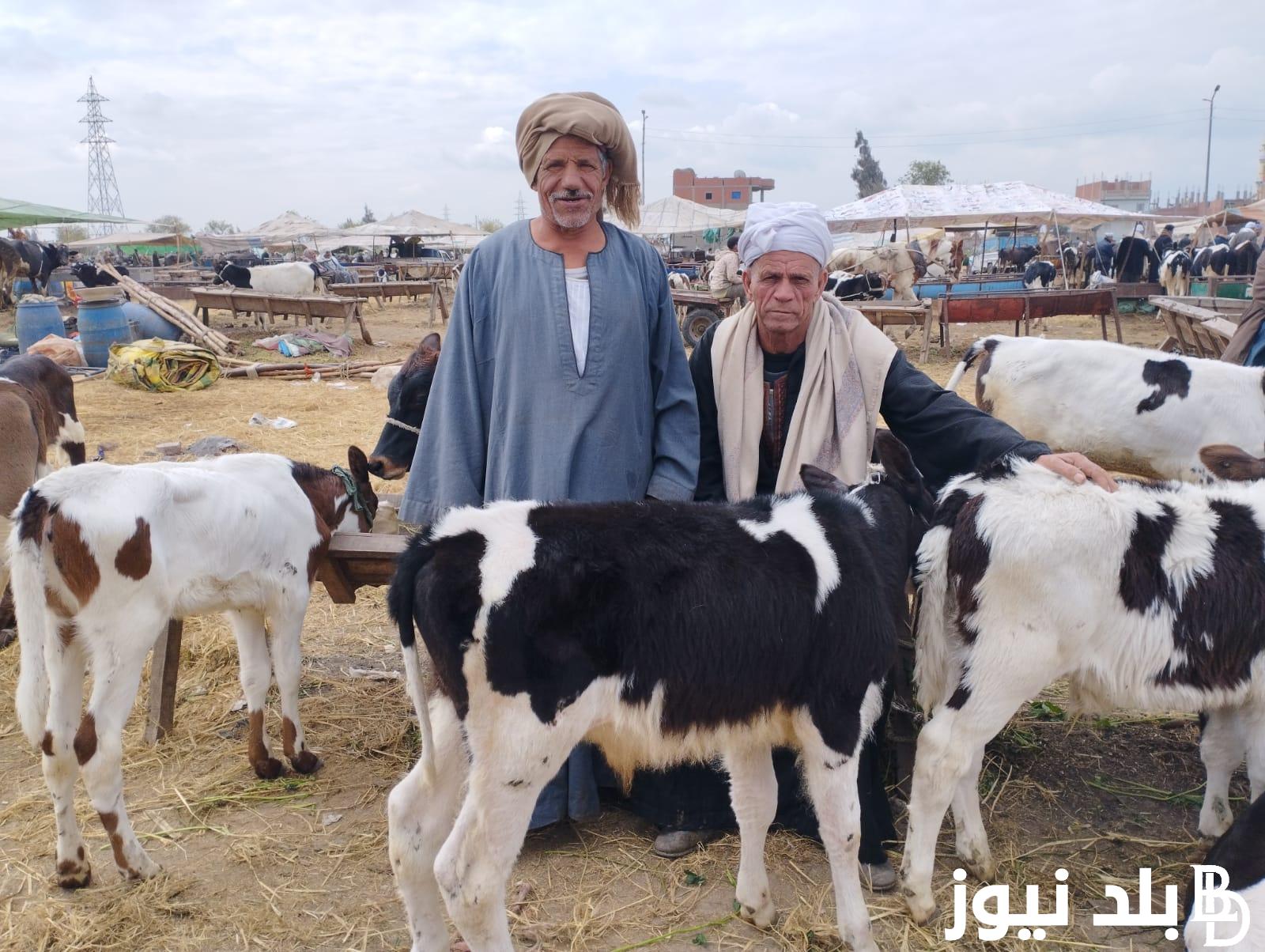 “قبل دخول عيد الاضحي” سعر كيلو العجول البقري قائم اليوم الاربعاء 5 يونيو 2024 في الاسواق والمزارع المصرية