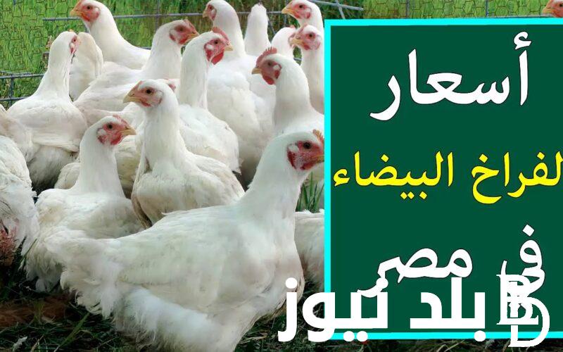 “الفرخه بكام؟”.. اسعار بورصة الدواجن اليوم الفراخ البيضاء الخميس 27 يونيو 2024 في مصر