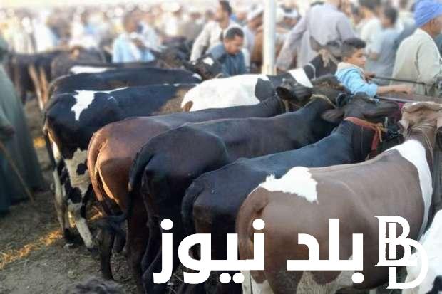 سعر الكيلو العجول قائم اليوم الاثنين 10 يونيو 2024 في الاسواق المصرية