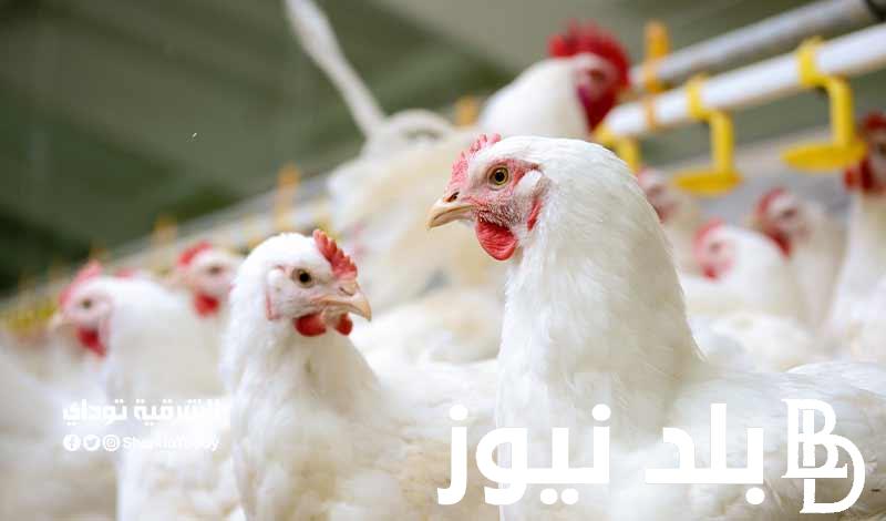 بورصه الدواجن اليوم الفراخ البيضاء الاحد اول ايام عيد الاضحي 16 يونيو 2024 للمستهلك في مصر
