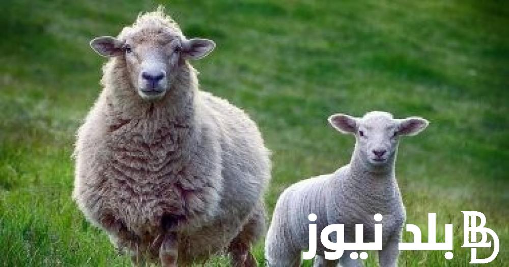 سعر الخروف اليوم في مصر 2024.. قبل دخول العيد في محلات الجزارة ومزارع المواشي