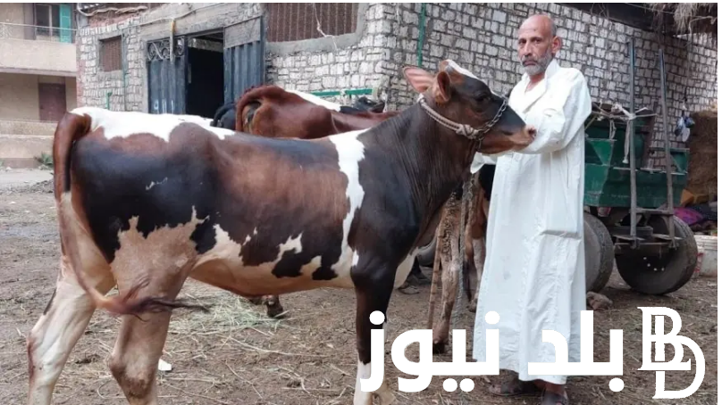 “يوم النحر” سعر كيلو اللحم البقري قائم اليوم الاربعاء 12 يونيو 2024 في جميع محلات الجزارة
