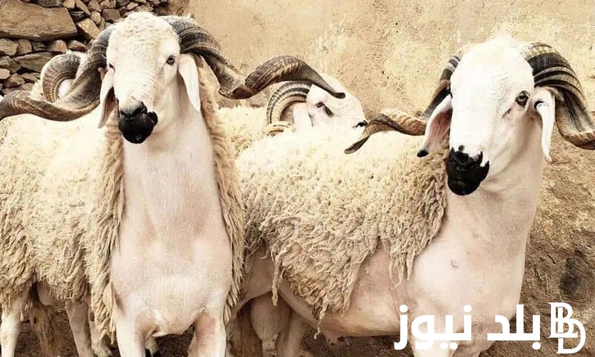 “شوف هتضحي بكام” سعر الهدي في بنك الراجحي 2024.. الهدى للضأن الروماني تبدأ من 1.180 ريال سعودي