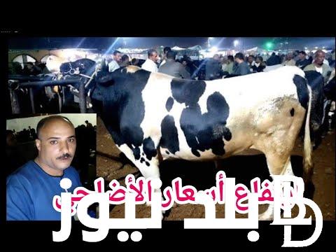 “العجل بكام؟” سعر كيلو اللحم البقري قائم اليوم السبت 8 يونيو 2024