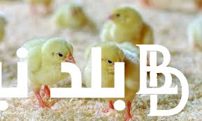 “ابيض وساسو” اسعار الكتكوت الابيض اليوم الخميس 6-6-2024 في الاسواق والشركات المصرية
