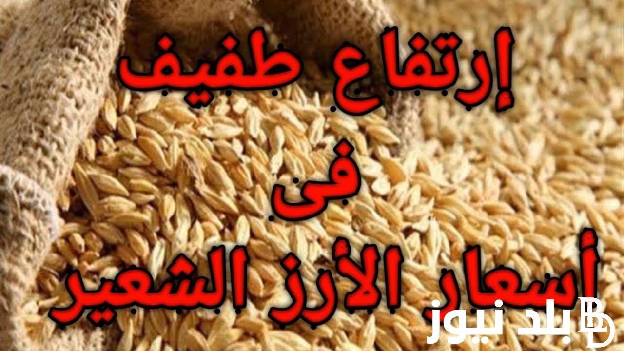 الطن وصل لكام؟ سعر طن الأرز الشعير اليوم السبت 22 يونيو 2024 للمستهلكين والتجار في الأسواق المحلية