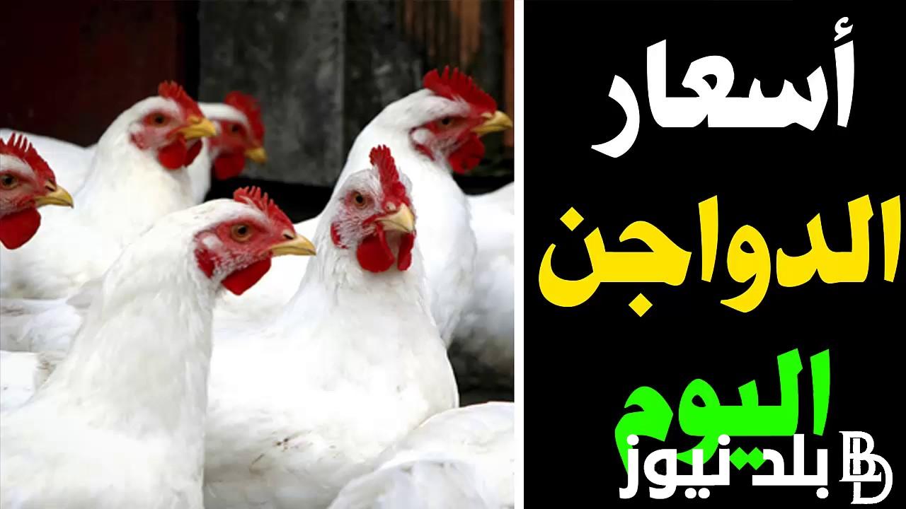 “اشتريلك فرختين”.. اسعار الفراخ بورصة الدواجن اليوم الثلاثاء 11 يونيو 2024 في مصر