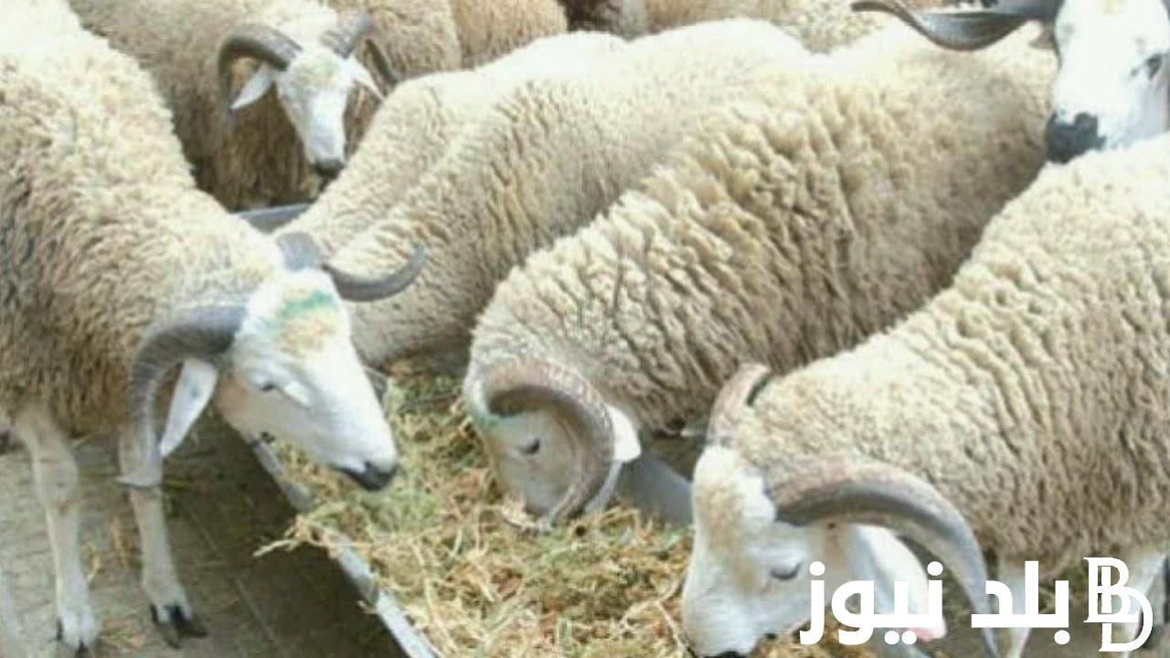 “من الخروف للعجل” اسعار الاضاحي 2024 في مصر بجميع الأسواق المحلية