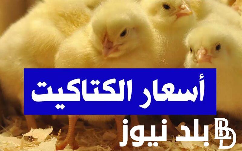 “الكتكوت بكام؟”.. اسعار الكتاكيت اليوم الاربعاء 26 يونيو 2024 للمستهلك في الاسواق المحلية