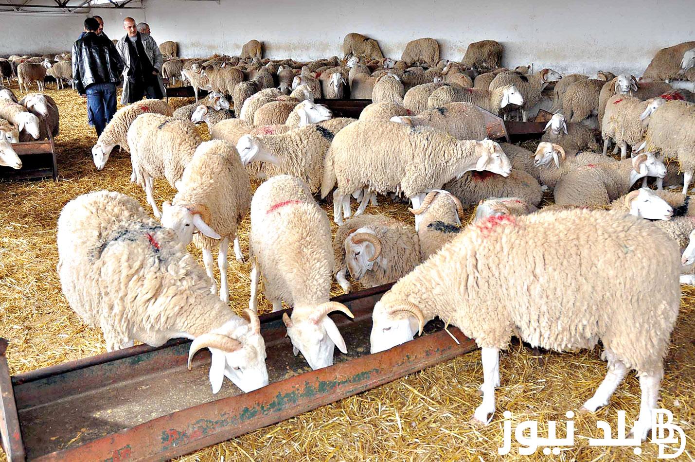“احسب سعر اضحيتك” اسعار كباش العيد اليوم الجمعة 7 يونيو في المزارع ومحلات الجزارة