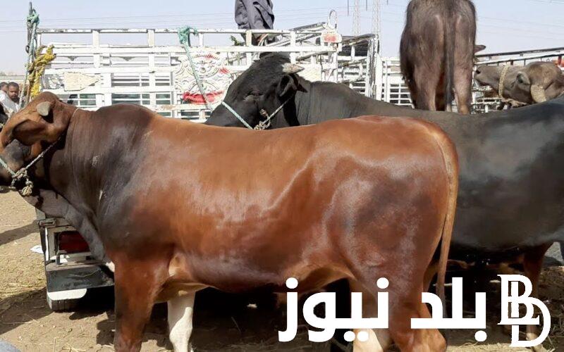 “إلحق إشتري قبل ما تغلى” .. اسعار العجول قائم 2024 اليوم السبت 1 يونيو في جميع المزارع والأسواق المصرية