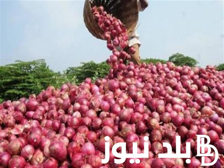 البصل الأحمر بكام انهاردة ؟ .. سعر البصل اليوم في سوق العبور للجملة بتاريخ 30 يونيو 2024 للمستهلكين والتجار في مصر