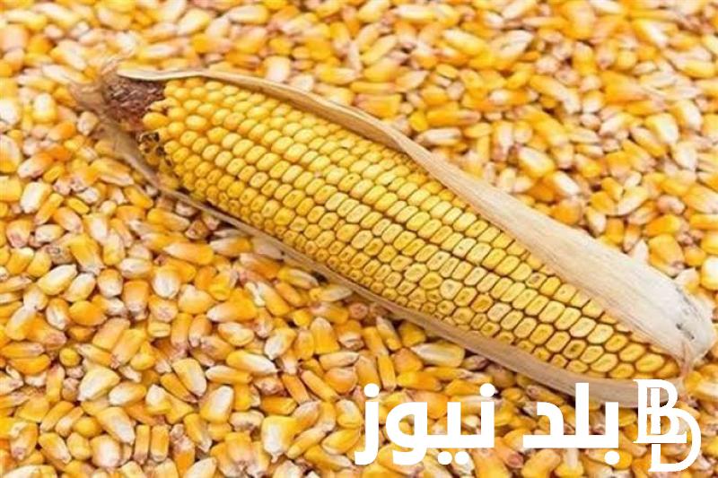 بكام؟.. سعر طن الذرة الصفراء في مصر 2024 في الاسواق والمحلات للمستهلك
