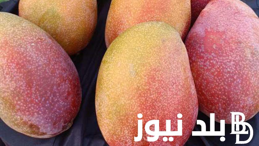 “عويس وهندي” أسعار المانجو اليوم الاثنين 8 يوليو 2024 في سوق العبور للجملة