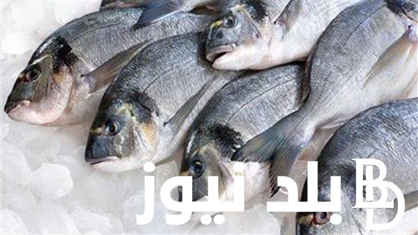 “بلطي وبوري” اسعار السمك اليوم الاربعاء 17 يوليو 2024 في اسواق السمك بالعبور