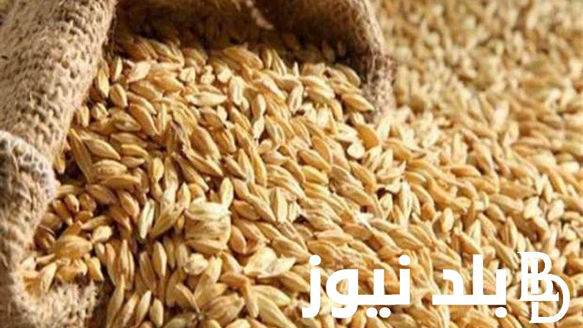 “بالجملة والكيلو” سعر طن الأرز الشعير اليوم الخميس 18-7-2024 واسعار السلع التموينيه اليوم