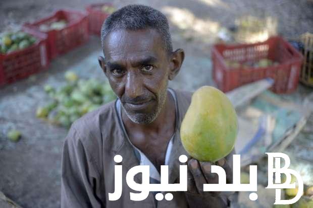 لاول مره.. مهرجان المانجو بالاقصر خطوة للاعلان عن الزراعه والسياحه في آن واحد