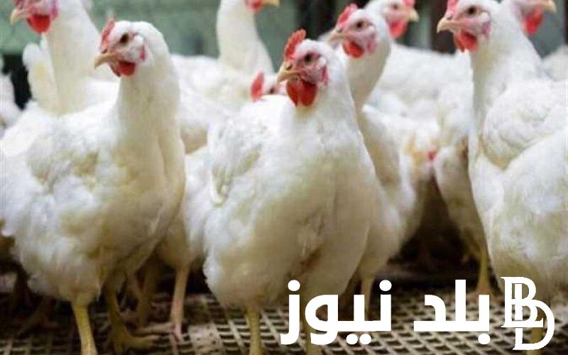 البيضاء بـ80.. بورصة الدواجن اليوم الفراخ البيضاء.. جدول اسعار الدواجن والكتاكيت