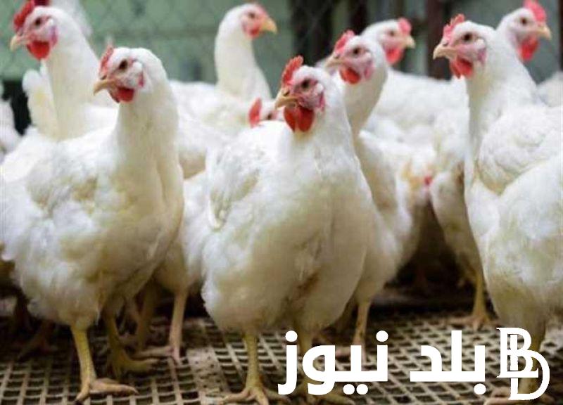 الشعبة الرئيسية توضح أسعار بورصة الدواجن اليوم الفراخ البيضاء 2 يوليو 2024 واسعار البيض والكتاكيت اليوم