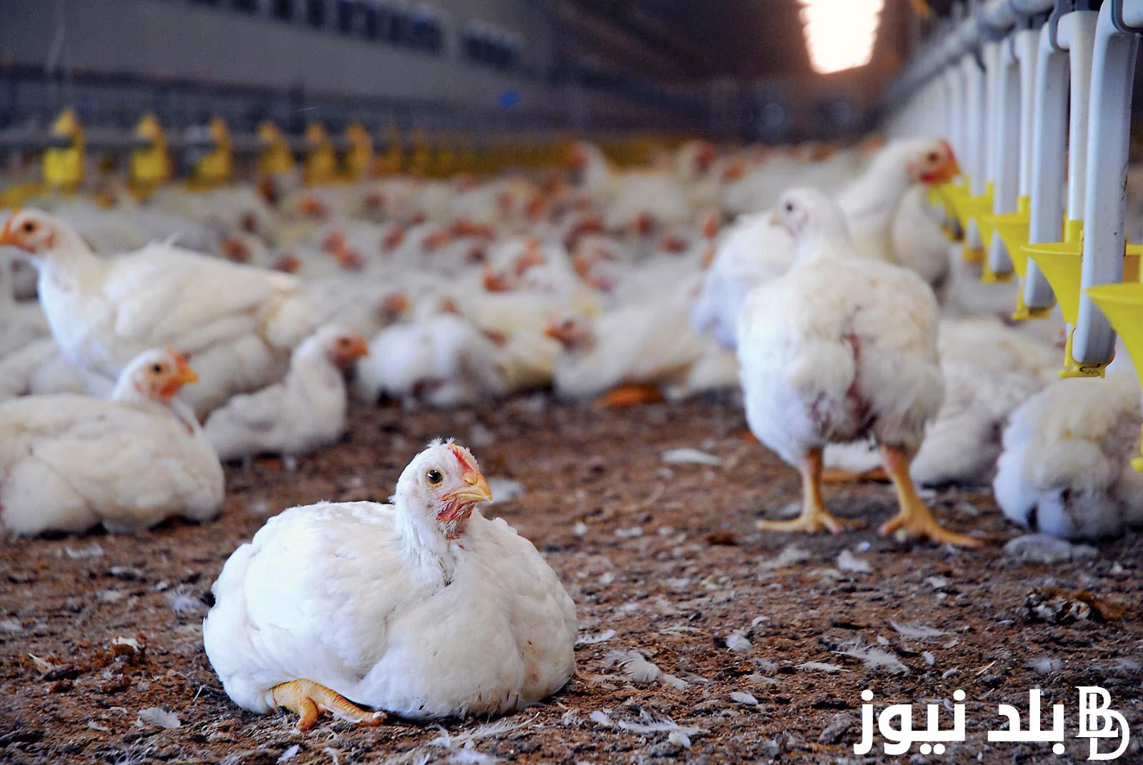 “استقرار البيضا” أسعار بورصة الدواجن اليوم الفراخ البيضاء والكتاكيت والبيض بتاريخ الثلاثاء 23\7\2024