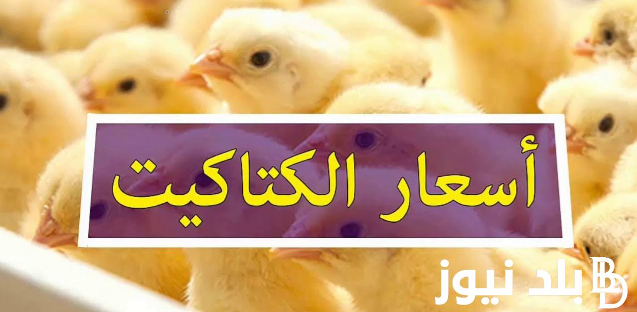 “الكتكوت عامل كام النهاردة” سعر الكتاكيت البيضاء اليوم السبت 20-7-2024 في البورصة