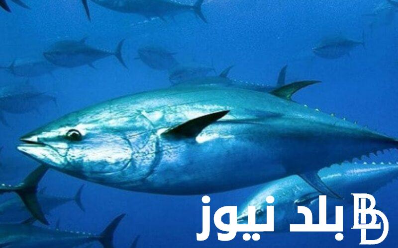 “عالم الطبيعه” تردد ناشيونال جيوغرافيك 2024 علي النايل سات والعرب سات ومحتوي القناه