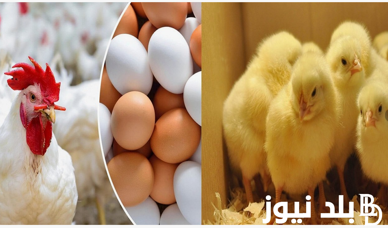 اسعار بورصة الدواجن اليوم الفراخ البيضاء الكتاكيت السبت 20 يوليو 2024 في مصر