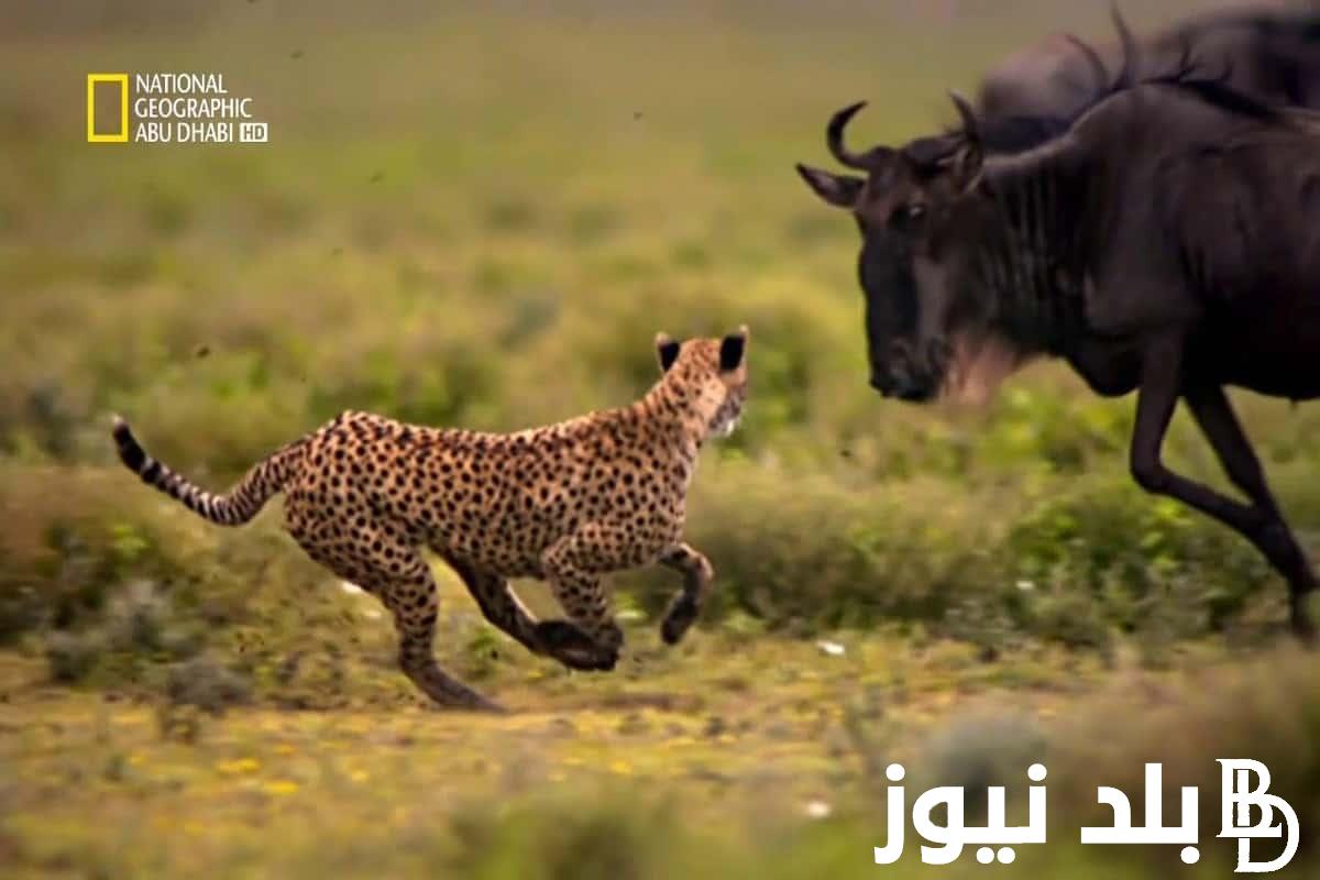 اتفرج بجودة HD.. تردد قناة ناشيونال جيوغرافيك نايل سات 2024 لمتابعة افضل برامج الوثائقية الخاصه بعالم الحيوان