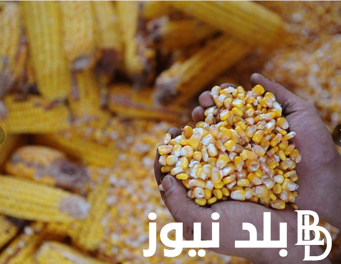 الطن بكام النهاردة؟.. سعر الذرة الصفراء اليوم الأحد الموافق 21 يوليو 2024 للمستهلك في المحلات التجارية
