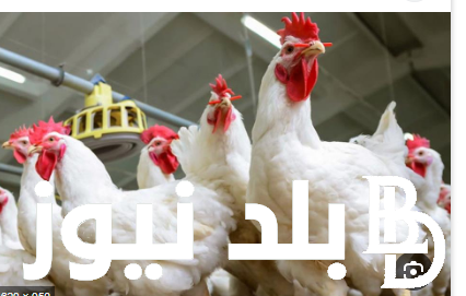بكام انهارده.. أسعار الفراخ البيضاء اليوم السبت 27 يوليو 2024 واسعار الكتاكيت والبيض تبعا لاخر تحديث في بورصة الدواجن