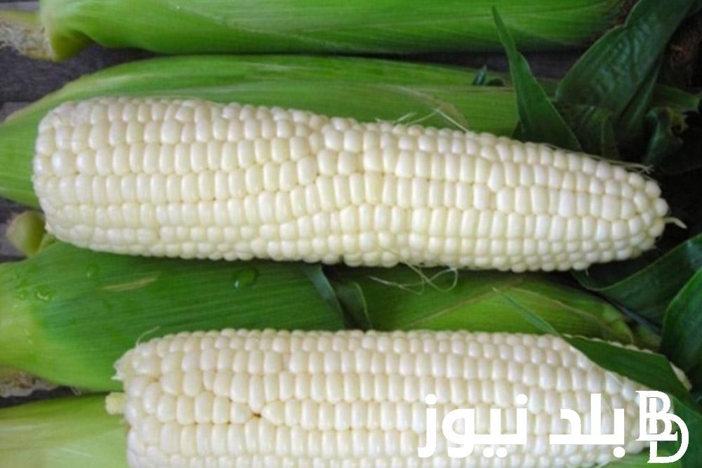 يبدأ من 12 الف ج.. سعر أردب الذرة البيضاء اليوم السبت 27 \7\2024 في خلال تعاملات التجار في السوق المحلي