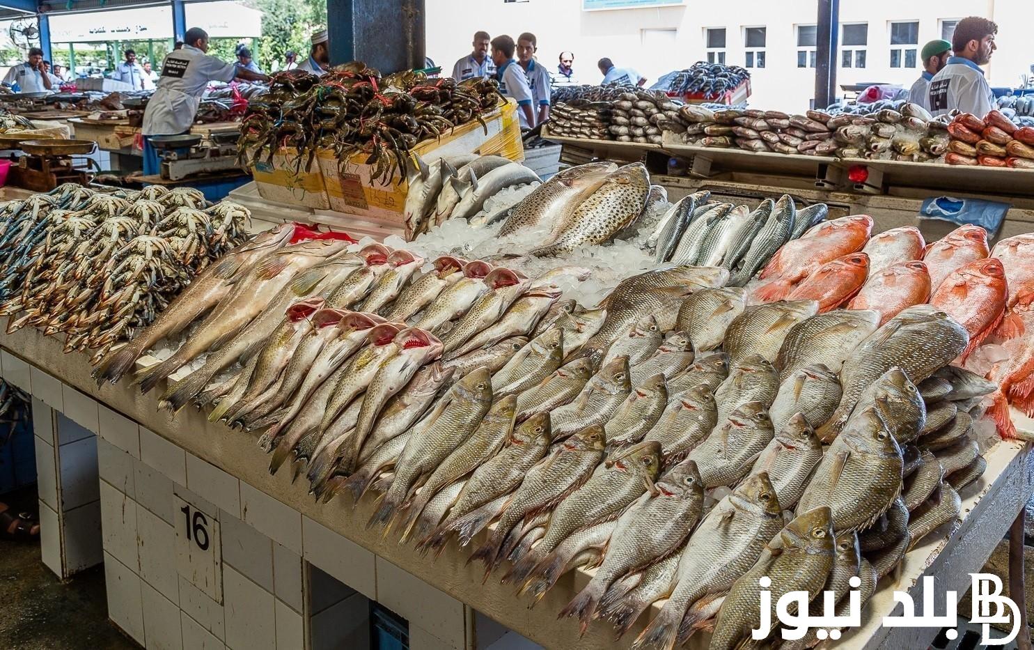 “بوري، وبلطي، ومكرونه..” اسعار السمك اليوم للمستهلك الخميس 4 يوليو 2024 في مصر