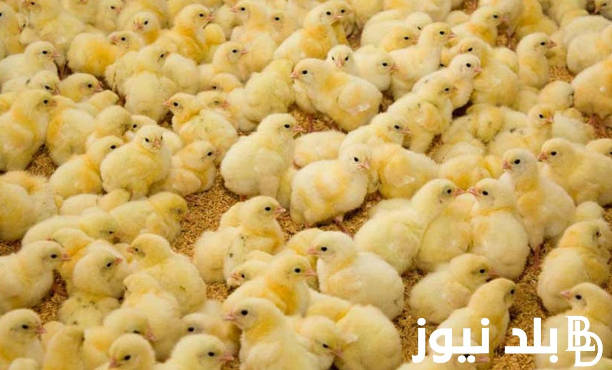 “جميع الأنواع” اسعار الكتاكيت اليوم الأربعاء 3 يوليو 2024 بكل الشركات والاسواق