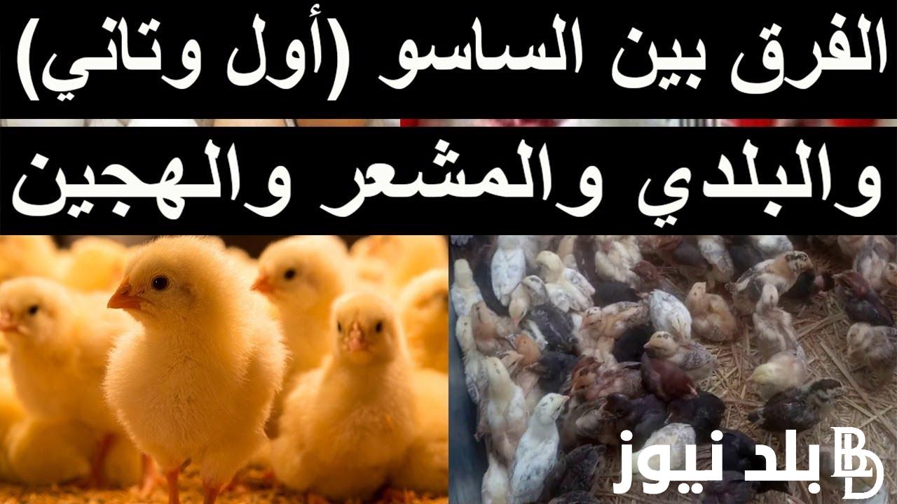 “هجين وساسو” سعر الكتكوت الأبيض اليوم الثلاثاء 16 يوليو 2024 للمستهلك