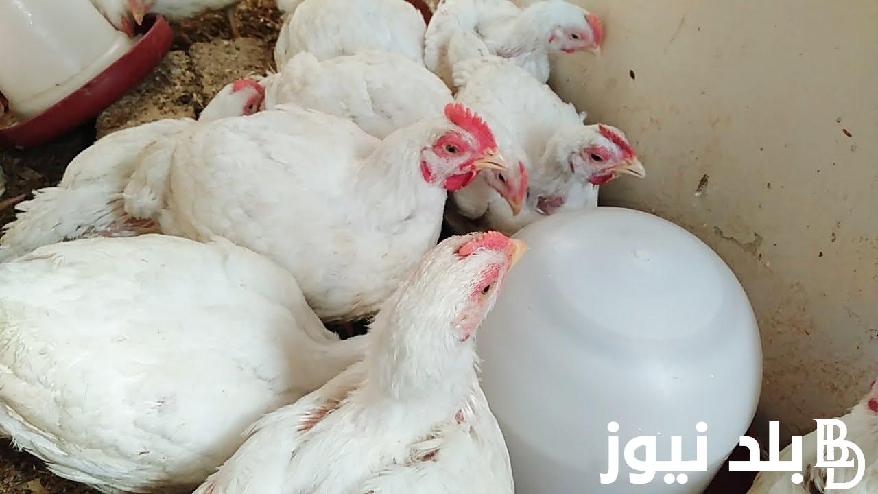 “الكيلو بكام”.. بورصة الدواجن اليوم الفراخ البيضاء الخميس 18-7-2024 للمستهلك في المنافذ التجارية