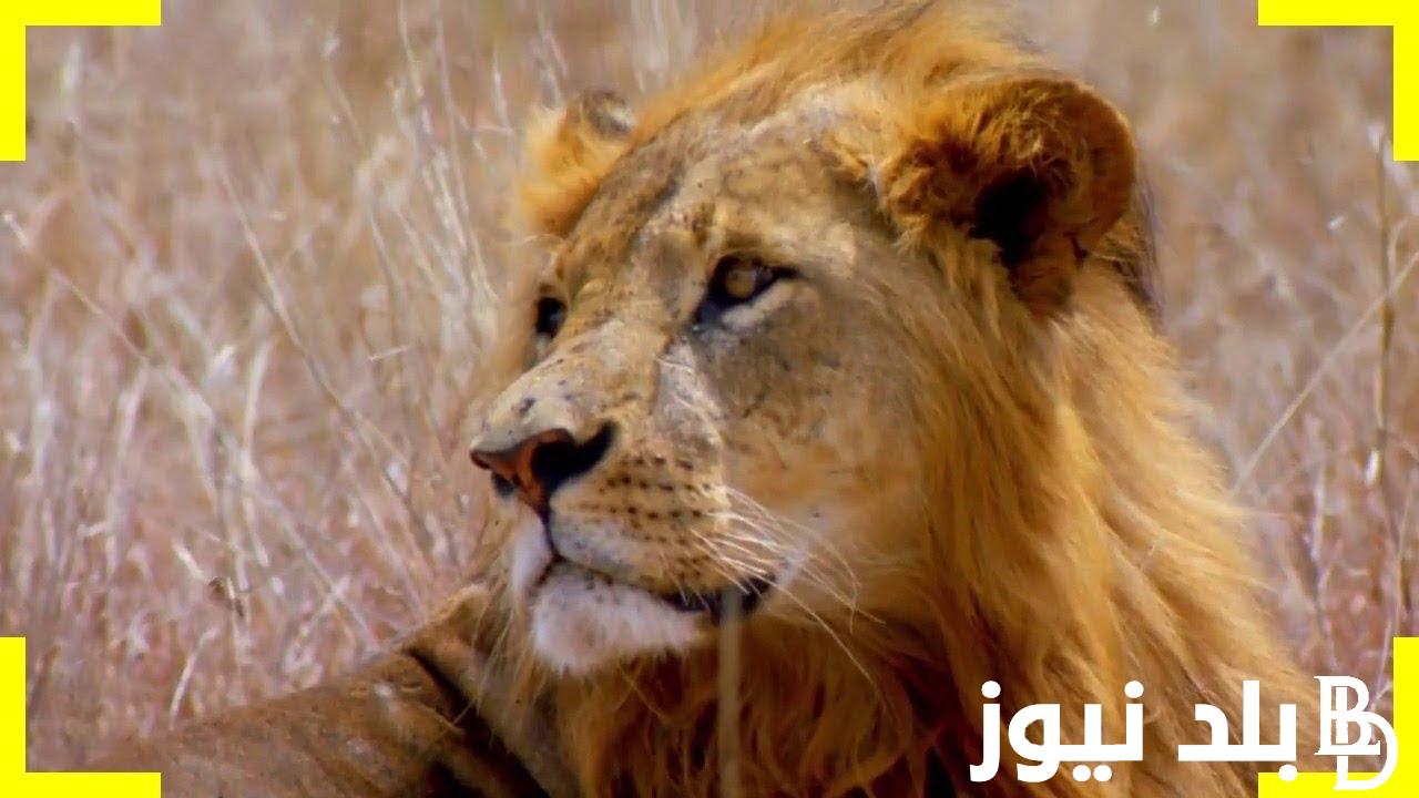مـجانـاً.. تردد ناشيونال جيوغرافيك 2024 على نايل سات وعرب سات الناقله لأبرز الافلام الوثائقية بجودة HD