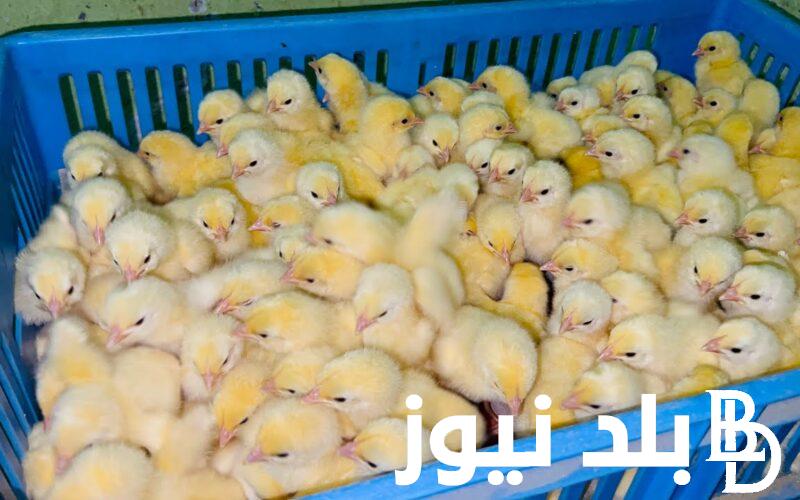“ساسو وبيور” سعر الكتكوت الابيض اليوم للمستهلك في ارض المزرعه والمحال التجارية