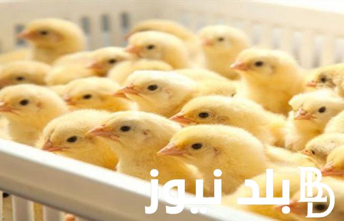سعر الكتكوت الابيض اليوم السبت 13 يوليو 2024 في الشركات والقطعان