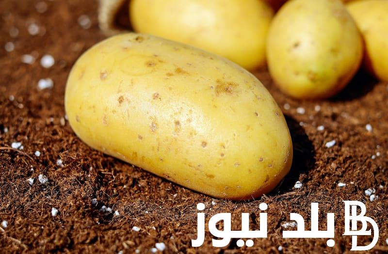 كم سعر البصل والبطاطس اليوم الخميس 1/8/2024 في مصر
