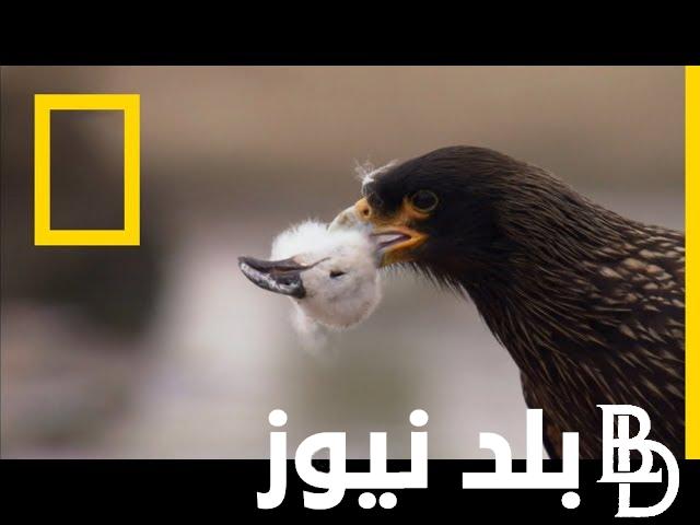 “نزلها واتفرج علي الطبيعة” تردد قناة ناشيونال جيوغرافيك 2024 علي القمر الصناعي النايل سات والعرب سات