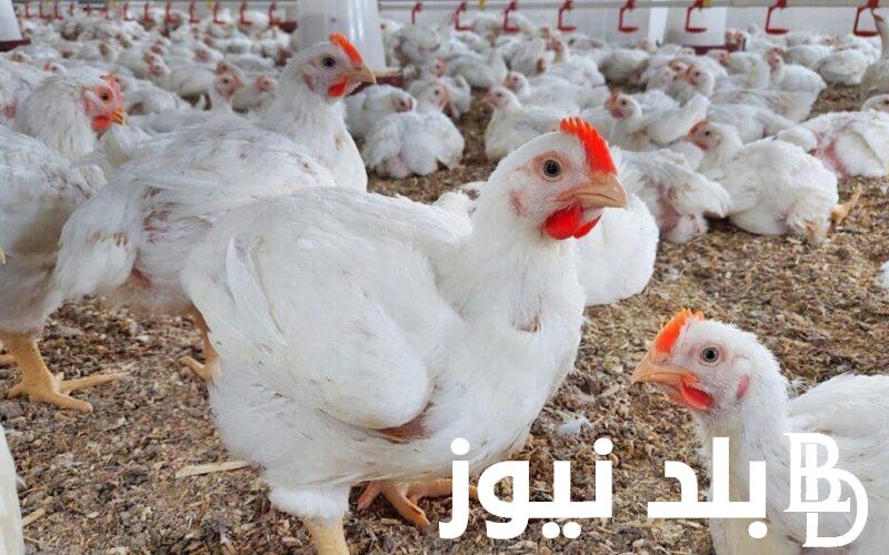 اسعار الفراخ البيضاء اليوم الخميس 18 يوليو 2024 واسعا كتاكيت البط والفراخ
