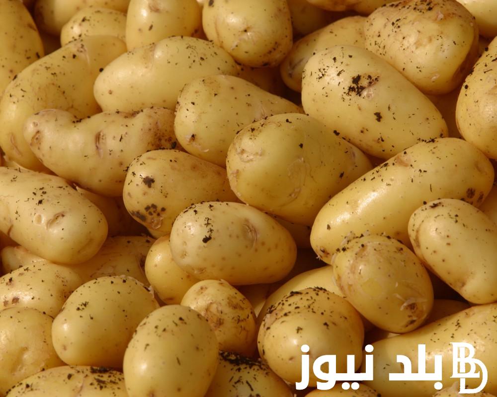 الكيلو وصل كام؟ أسعار البطاطس اليوم في سوق العبور السبت 20 يوليو 2024 بسعر الجمله