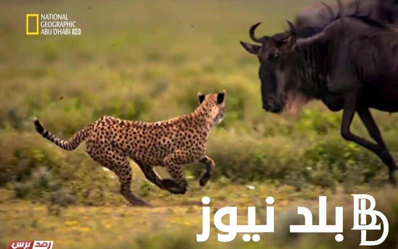 “شاهد سمكة البهلوان” تردد قناة ناشيونال جيوغرافيك لمتابعة عالم الطبيعه بر وبحر علي جميع الاقمار