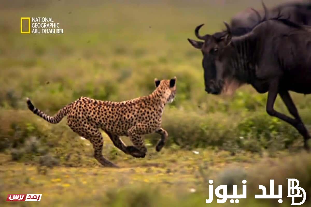“استقبلها الأن” تردد قناة ناشونال جيوغرافيك 2024 عبر الأقمار الصناعية وخطوات تنزيل القناة والبرامج التي تقدمها